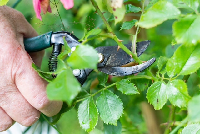 margarita-shtyfura-B0CDmYV7geQ-unsplash (1) Preparing your house and garden for sale